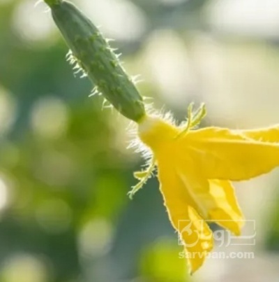 فروش خیار خیار شوری