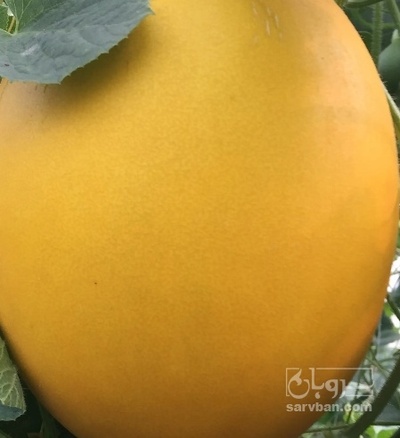 فروش خربزه زرد