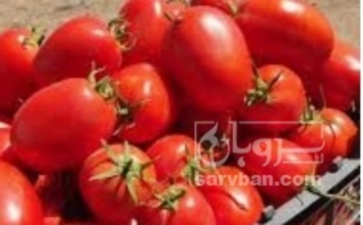 فروش گوجه فرنگی