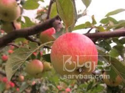 فروش سیب