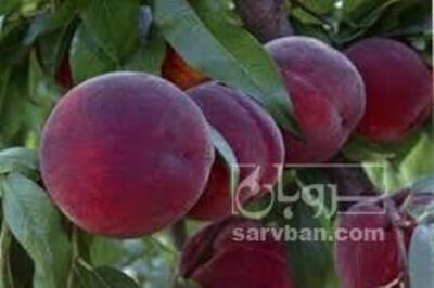 فروش هلوشمس