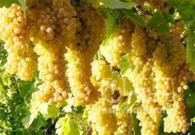 فروش انگور