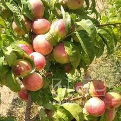 فروش هلوشمس