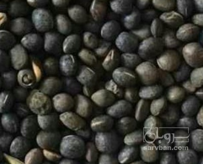 فروش گاودانه - کرسنه  - کوروشنه