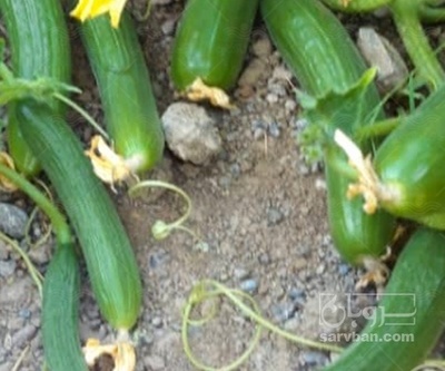 فروش خیار خیار شوری