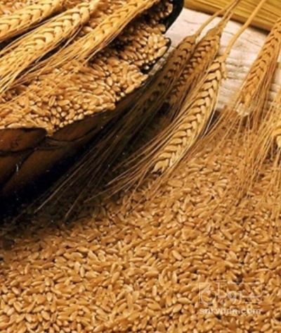 فروش سبوس گندم