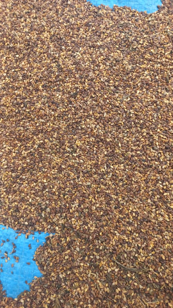 فروش کنجد قهوه ای