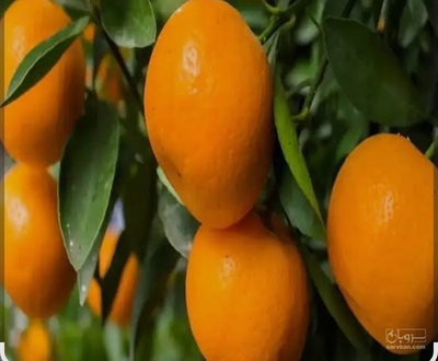 فروش نارنگی ژاپنی