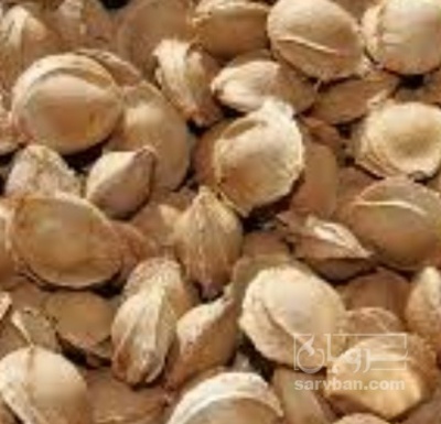 فروش هسته زردآلو