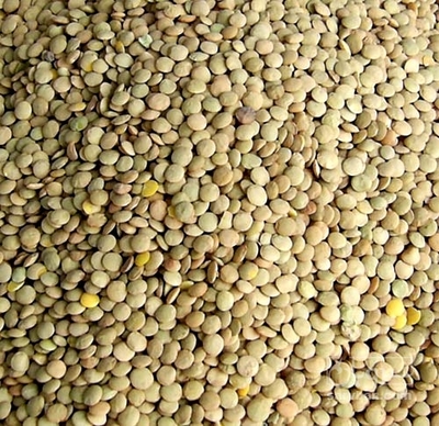 فروش عدس