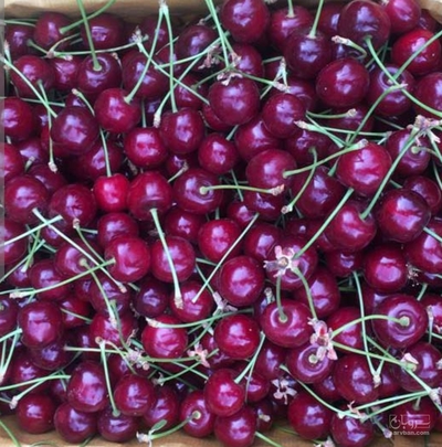 فروش گیلاس