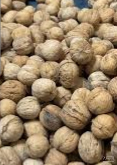 فروش گردو
