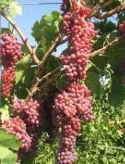 فروش انگور