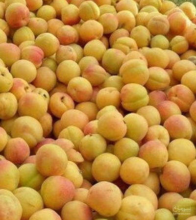 فروش زردآلو