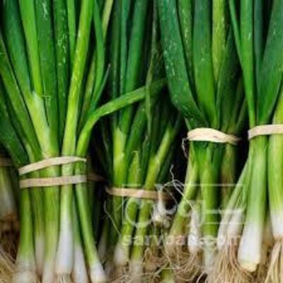 فروش پیازچه وانواع سبزی خوردن