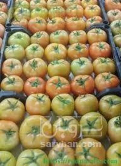 فروش گوجه فرنگی دورنگ