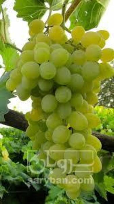 فروش انگور