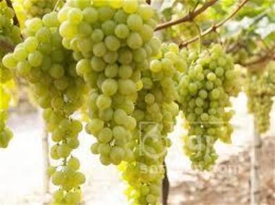فروش انگور