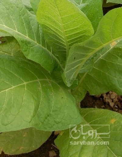 فروش توتون