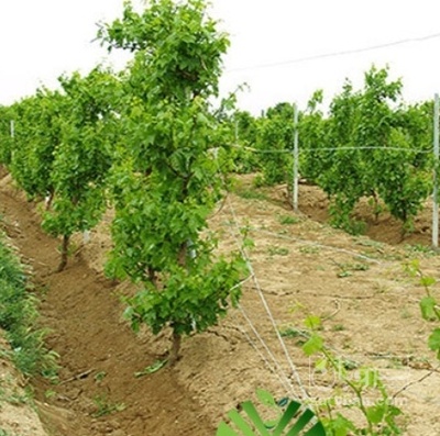 فروش انگور