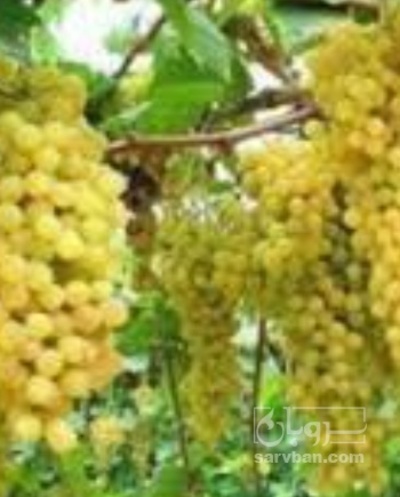 فروش انگور
