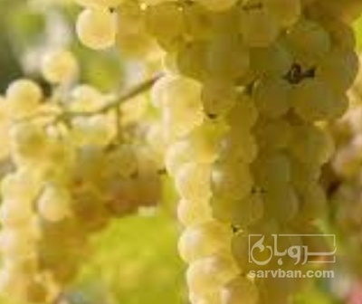 فروش انگور