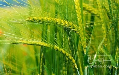 فروش گندم