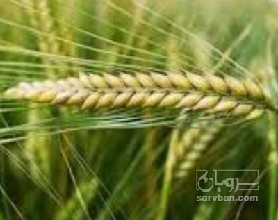 فروش جو