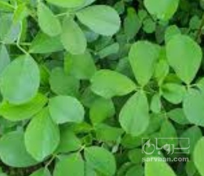 فروش یونجه