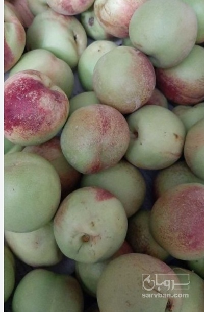 فروش شلیل شمس