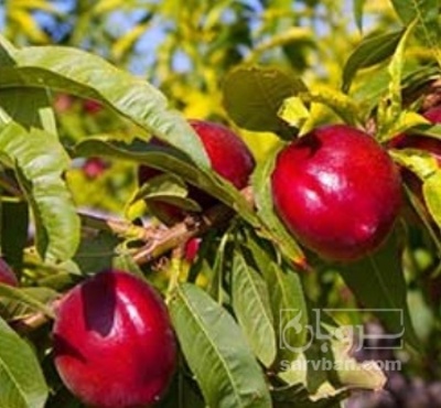 فروش شلیل مغان