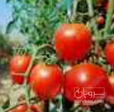 فروش گوجه فرنگی