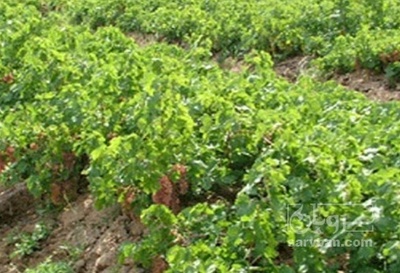فروش انگور