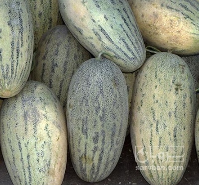 فروش خربزه درگزی