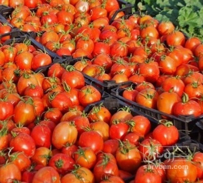 فروش گوجه فرنگی