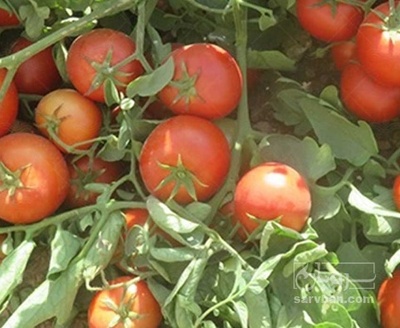 فروش گوجه فرنگی