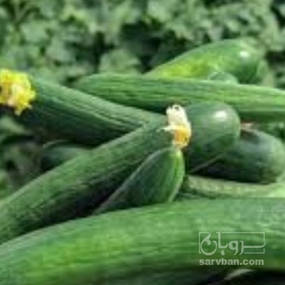 فروش خیار خیار شوری