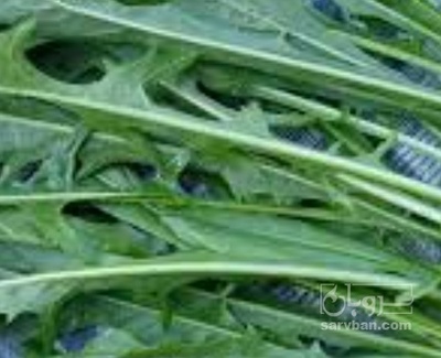 فروش کاسنی تر (گیاه‌ دارویی)