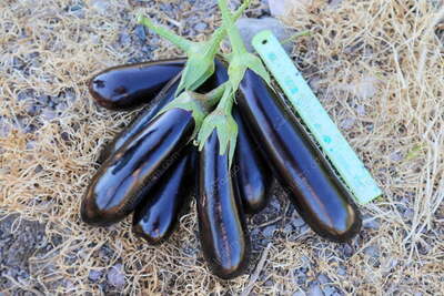 فروش بادمجان