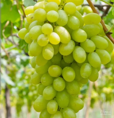 فروش انگور