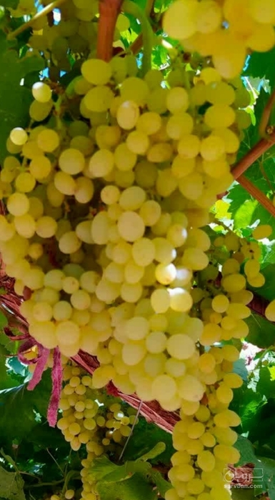 فروش انگور