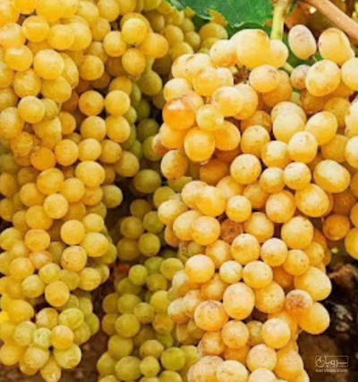 فروش انگور