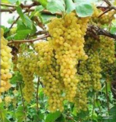 فروش انگور