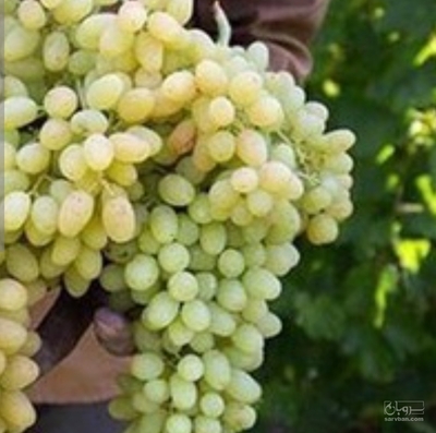 فروش انگور