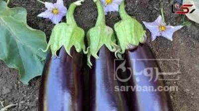 فروش بادمجان