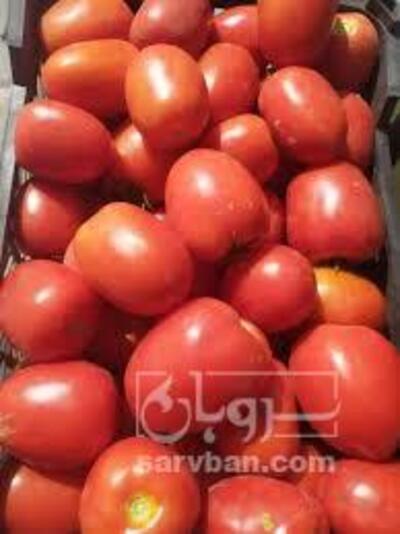 فروش گوجه فرنگی