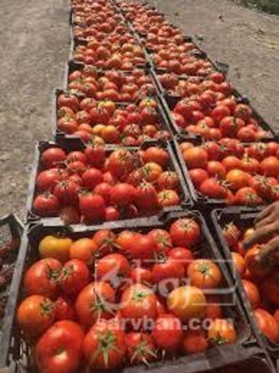 فروش گوجه فرنگی