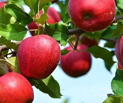 فروش سیب قرمز