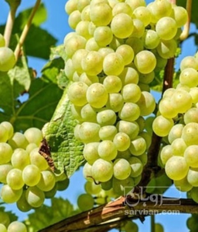 فروش انگور