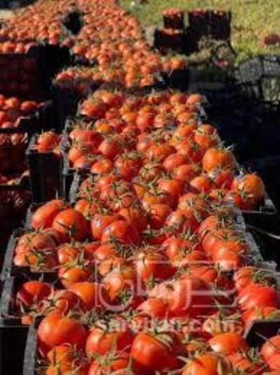 فروش گوجه فرنگی8320